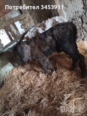 Месодайни мъжко Абърдийн , снимка 2 - Крави - 52438817
