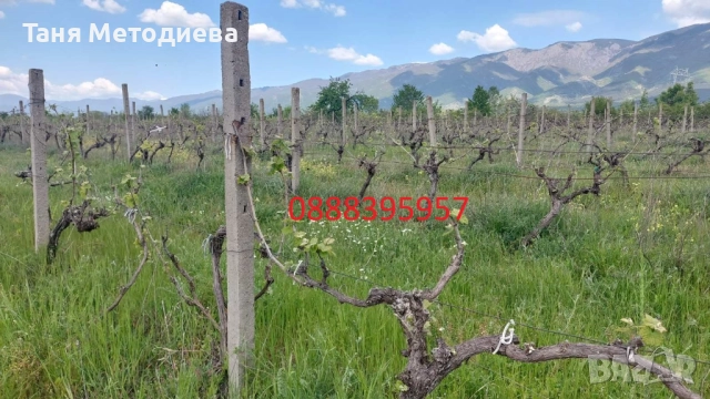 Лозе Червен Карловски Мискет – 2×7.174 дка, плододаващо, 21 реда × 200 м, до кв. Анево – Сопот, снимка 9 - Земеделска земя - 52501810