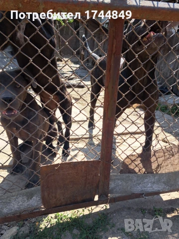 Мъжко куче-пазач, снимка 4 - Други - 50644418