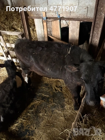 Телета, снимка 5 - Крави - 53913710