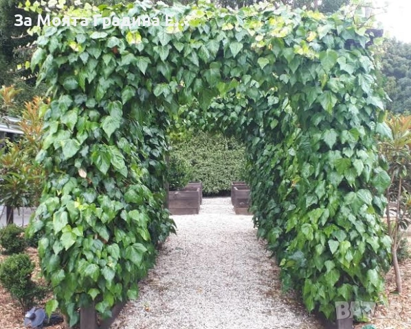 Бръшлян , снимка 6 - Градински цветя и растения - 53624027