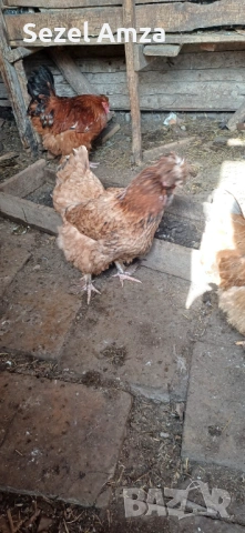 Продавам кокошки , снимка 4 - Кокошки и пуйки - 53583839