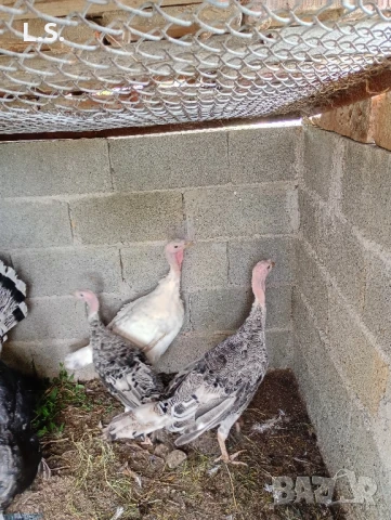 Продавам селски Пуйки , снимка 4 - Кокошки и пуйки - 51418126