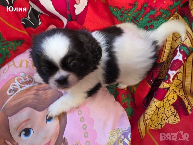 Японски хинчета, снимка 10 - Други - 52506287