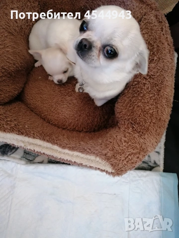 Две малки чихуанчета , снимка 8 - Чихуахуа - 53746927