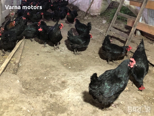 Новопронесли кокошки носачки, снасящи цветни яйца 6  МЕСЕЧНИ, снимка 14 - Кокошки и пуйки - 53043969