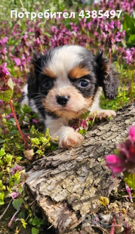 Момиче кавалер Кинг Чарлз Шпаньол 