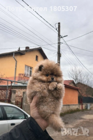 продавам померан