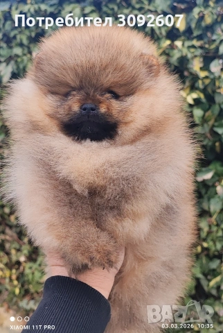 Померан момче , снимка 2 - Померан - 53697918