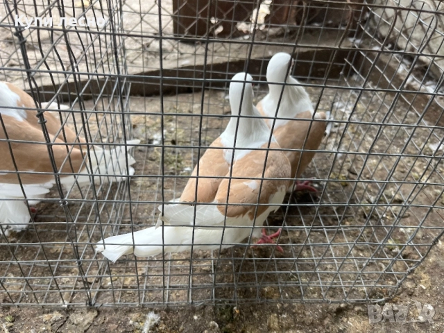 Пощи на капак гълъби , снимка 2 - Гълъби - 52455778