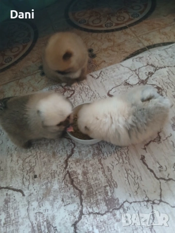 Mini pomeran, снимка 10 - Померан - 53295995