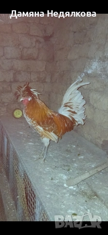 петле, петел падуанка, снимка 2 - Кокошки и пуйки - 54222029