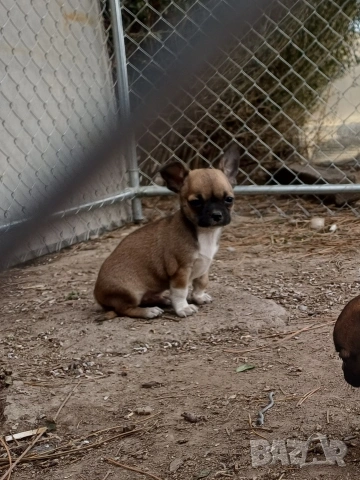 Чистокръвни мини чихуахуа , снимка 2 - Чихуахуа - 53921226