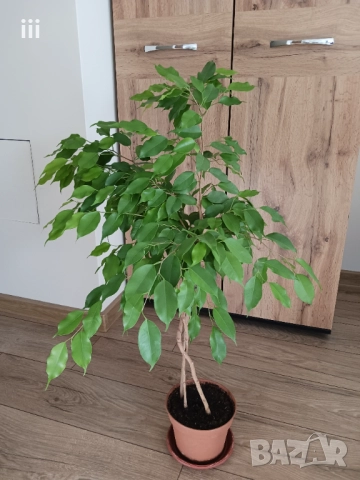 Фикус Бенджамин - стайно растениe