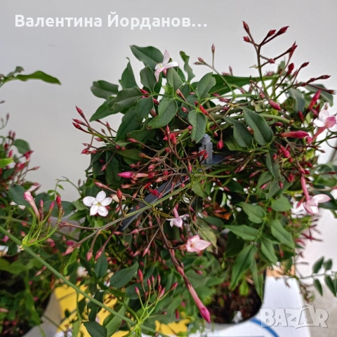 силно ароматен жасмин пред цъфтеж , снимка 2 - Други стоки за дома - 54250670