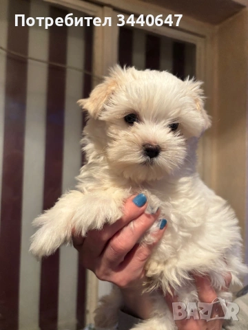 Йорки Голд Дъст, снимка 2 - Йоркширски териер - 53904181