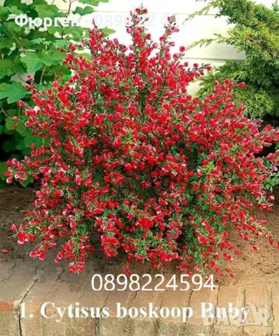 Цитизус - Налични 5 цвята