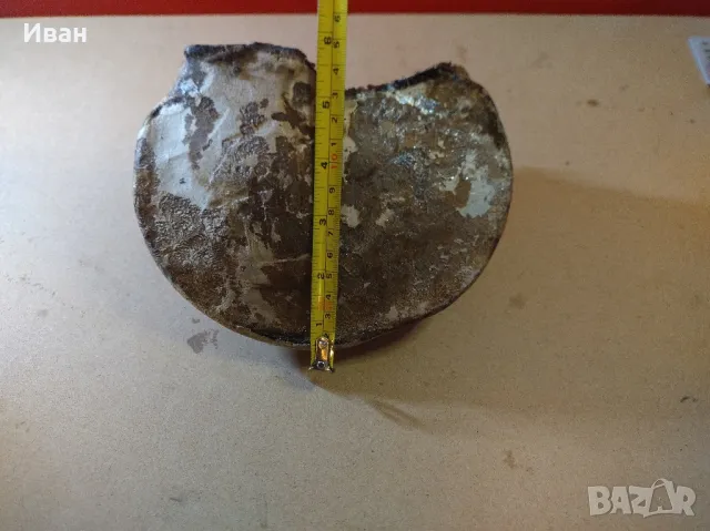 Дървесни гъби за декорация , снимка 12 - Други - 49038065