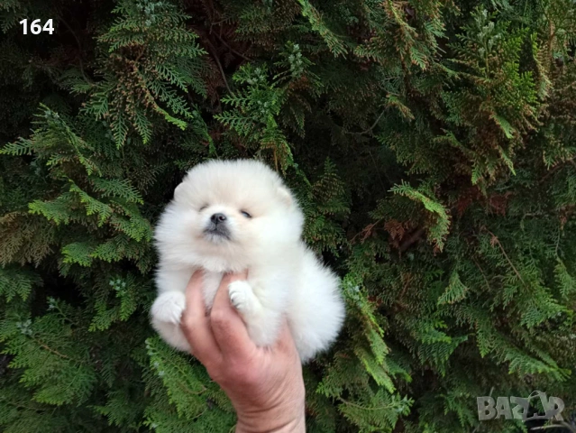 Померани. Реални снимки от 21.04.26, снимка 7 - Померан - 54219294