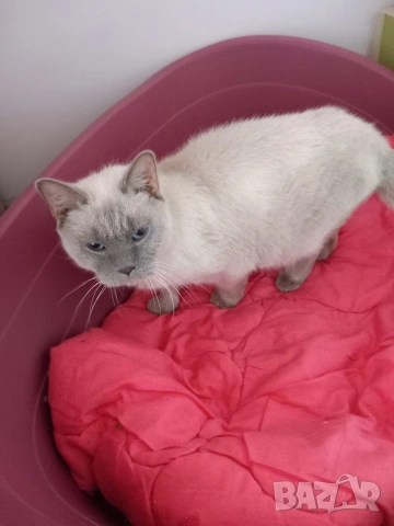 Британска Котка , снимка 4 - Британска късокосместа - 53910636