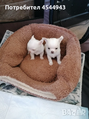 Две малки чихуанчета 