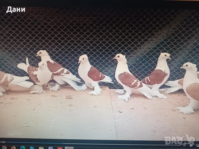 Продавам гълъби на изгодни цени, снимка 6 - За птици - 52657088