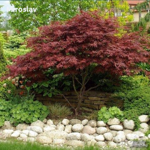 Японски клен\Acer pal. Atropurpureum (ПРОМОЦИЯ), снимка 4 - Градински цветя и растения - 45119327