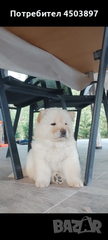 Чау Чау, снимка 1