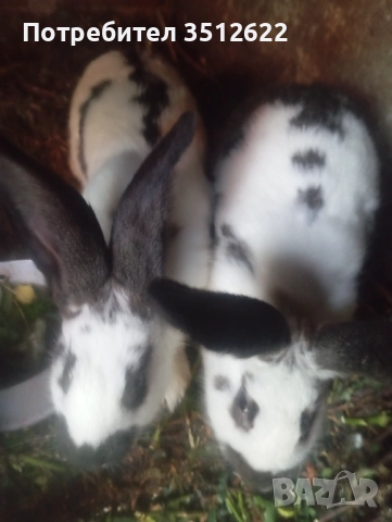 Продавам зайци, снимка 2 - Други - 51900127