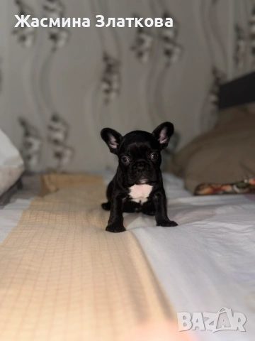 Френски булдог, снимка 2 - Френски булдог - 53754920