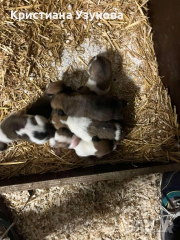 Подарявам кученца Джак ръсел, снимка 2 - Джак ръсел териер - 52343872