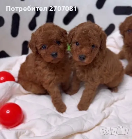 Той пудел, снимка 3 - Пудели - 49716688