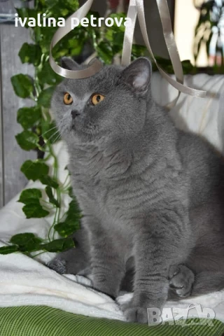 продавам британски котарак, чистокръвен, снимка 1