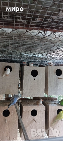 Зеброви Амадини !