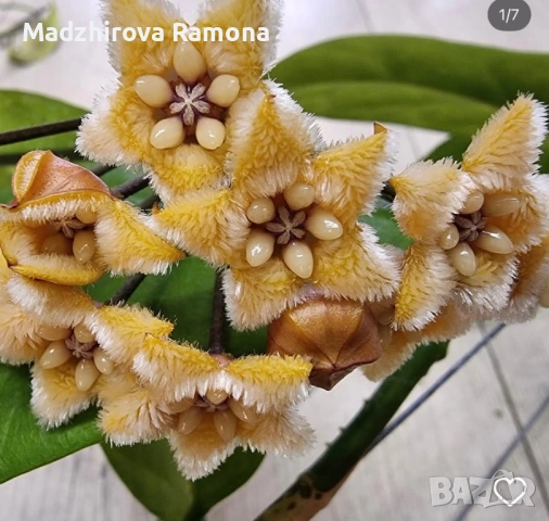 Хоя. Hoya Chewiorum 