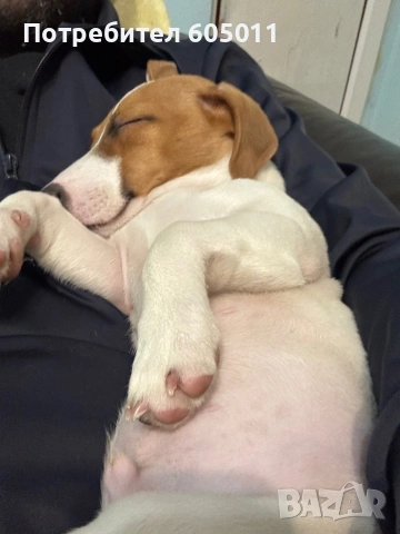 Продавам Джак Ръсел роден на 3.10.2025, снимка 5 - Джак ръсел териер - 53868782