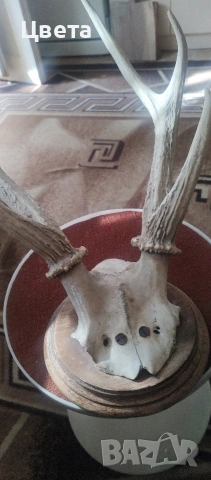 Еленови рога, снимка 10 - Декорация за дома - 53826537