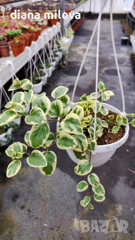 Кошница с вариегатна Винка, Vinca major Variegata, снимка 9 - Градински цветя и растения - 53249593