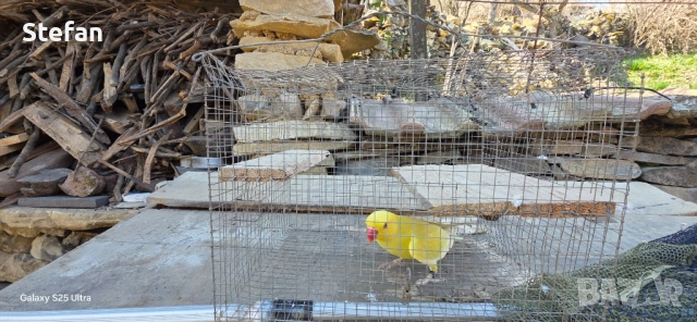 Малък Александър заменям