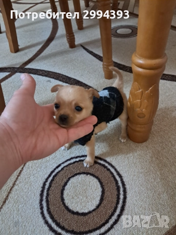 Подарявам малко куче, снимка 2 - Други - 52940584