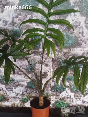 Алоказия жаклин.