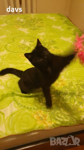 Черна котка на 6 мес. търси дом, снимка 5 - Други - 53116660