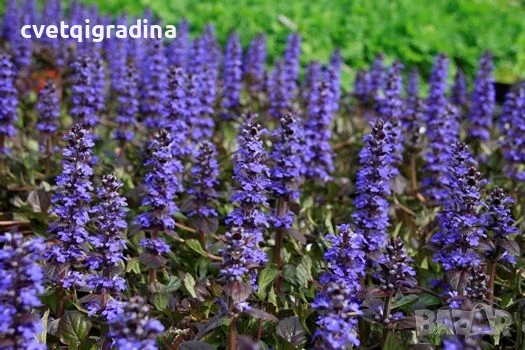 Ajuga Braunherz (Аюга), снимка 2 - Градински цветя и растения - 51089284