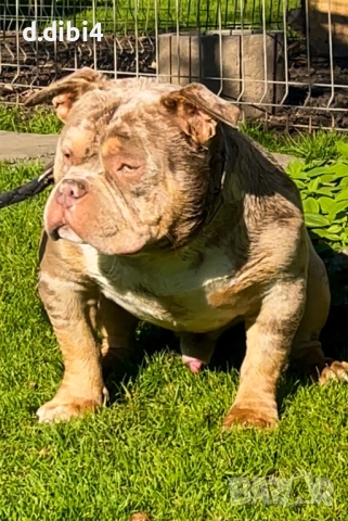 Американско Покет були