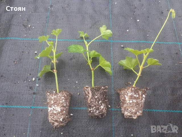 Разсад от Алпийски съкъзчета микс, снимка 3 - Градински цветя и растения - 53174508