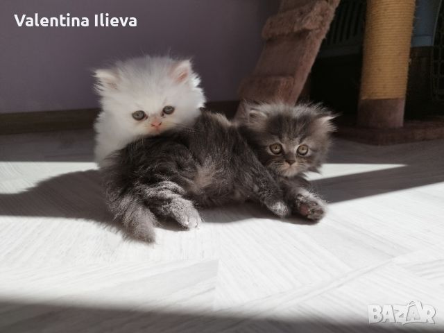 Персийски котета , снимка 6 - Персийска - 46124850