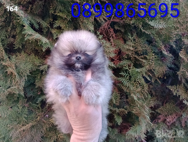 Мини Померан. Реални снимки от 16.03.26 г. Миниатюрно момче ., снимка 9 - Померан - 53854224