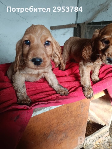 кокер шпаньол чистокръвни , снимка 3 - Кокер шпаньол - 53440326