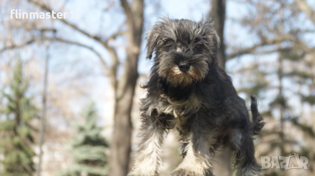 Мини шнауцер кученца, снимка 4 - Други - 54112300