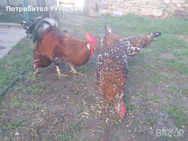 Легхорн, снимка 2 - други­ - 53586857